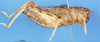 CollectionObject 1507064; a01aa1bc-d4aa-4805-a0f1-1cd3c8170d0d: female, lateral view (holotype of Aucacris hebardi). (CollectionObject).