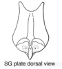 Tristria discoidalis Bolívar, 1890: subgenital plate, dorsal view. (Otu).