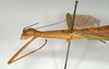 CollectionObject 1559848; 31b82a70-6ea2-4d95-bb1d-5f8c9144f294: copyright MIZ. female: head and thorax, lateral view of Marmessoidea phluctainoides (syntype). (CollectionObject).