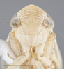 Head: !! display not done !! on Diplocolenus (Diplocolenus) configuratus (Uhler, 1878): Head/Face. (Observation).