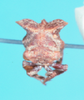 Head: !! display not done !! on Flexocentrus felinus (Haviland, 1925): (Observation).