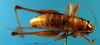 CollectionObject 1502478; 532e8bd0-eb58-4203-870a-03b211844515: female, dorsal view (paratype). (CollectionObject).