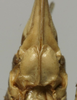 CollectionObject 1536009; 62099709-3525-4cbf-ba77-ea6b8b465b2d: female subgenital plate (syntype). (CollectionObject).