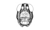 Dicaearchus cribellatus Stål, 1878: Fig. 16. female, head, frontal view. (Otu).