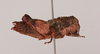 CollectionObject 2046277; 293af126-ca68-4843-98db-3dde63d85f64, NHMUK015982094: Eneremius namaquensis Dirsh, 1956. female, lateral view (paratype). (CollectionObject).