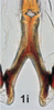 Connective on Bretega linnavuorii Stiller, 2017: Connective, dorsal view. (Observation).
