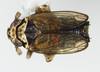 Habitus, dorsal view: !! display not done !! on Javesella (Javesella) pellucida (Fabricius, 1794): (Observation).