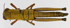 CollectionObject 1568970; 477d7038-1549-4bb3-abab-7635f938650f: female, dorsal view (allotype). (CollectionObject).