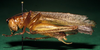 CollectionObject 1544415; 9e9cfe68-9ee4-4ef7-bca3-0d1b7a4193d6: male, lateral view (holotype). (CollectionObject).