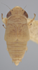 Habitus, dorsal view on Athysanella (Athysanella) plana Ball & Beamer, 1940: Dorsal. (Observation).
