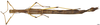 CollectionObject 1581367; 94849797-22a1-4759-aeba-0ce2b79788ef: copyright INPA Manaus. female, ventral view (paratype). (CollectionObject).;CollectionObject 1581368; 27fb039d-33f2-42b4-b33c-5769052fc09c: copyright INPA Manaus. female, ventral view (paratype). (CollectionObject).