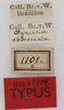 CollectionObject 1531365; NMW 1101, 0200bac1-f6bd-4a0b-872a-ce85b1698084: labels (holotype). (CollectionObject).