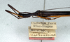 CollectionObject 1560951; NMW 157', 57673f8d-24be-4e89-8531-47a11182a26c: copyright NMW, Vienna. male of synonym Stratocles carbonarius: head and thorax, lateral view (syntype). (CollectionObject).