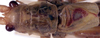 CollectionObject 1517465; a4f7650e-5907-472b-8ddc-f17cd78cbe39: male pronotum and tegmina, dorsal view (holotype). (CollectionObject).