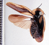 Tribonium colombicum Hebard, 1933: Photo by Heidi Hopkins. dorsal habitus. (Otu).