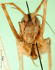 CollectionObject 1503128; 7f400fe4-a541-4e8b-b3e4-44a0856cbc02: male, frontal view (holotype). (CollectionObject).