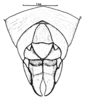Spathalium audouinii (Blanchard, 1836): Fig. 23. female abdomen tip, dorsal view. (Otu).