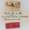 labels (syntype). Depicts CollectionObject 1533023; d70bcc26-a5d0-4d7c-a2c1-d19b8b4914a4, a CollectionObject.