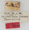 CollectionObject 1533023; d70bcc26-a5d0-4d7c-a2c1-d19b8b4914a4: labels (syntype). (CollectionObject).
