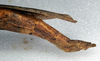 CollectionObject 1559830; NMW 233, 55a72bb1-ca7b-4d5d-a980-465311a8a6ab: copyright, NMW Vienna. female: end of abdomen, lateral view (lectotype). (CollectionObject).