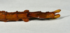 CollectionObject 1556966; a89197eb-23aa-4902-b0f8-bc0103067a78: copyright CMNZ, Christchurch. female of synonym Acanthoxyla suteri: end of abdomen, ventral view (syntype). (CollectionObject).