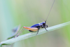 Trigonidium (Trigonidium) cicindeloides Rambur, 1838: male in lateral view (from Croatia, Korcula Isl.). (Otu).