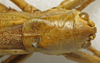 CollectionObject 1535194; 8f577c3e-278b-4bef-96a1-910652fc6339: female pronotum, dorsal view (lectotypeof Tettigonia lozanoi). (CollectionObject).