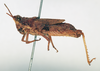 CollectionObject 1595759; 373dc07d-5b18-4c8f-8b11-2eaada3436d3: female, lateral view (syntype). (CollectionObject).