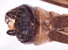 CollectionObject 1581292; 1724eefd-78d7-4bac-97de-d6053df3e6f9: male, terminalia in dorsal view (paratype). (CollectionObject).