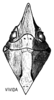 Head: (Observation).