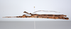CollectionObject 1590113; 12f0d1aa-e2fd-4f0c-aace-b417936a0556: copyright ZSMC, Munich. female, lateral view (holotype). (CollectionObject).