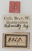 CollectionObject 1566594; NMW 8025, d4122cdb-8f54-45ab-bb7d-3b56e54e0f1a: labels. (CollectionObject).