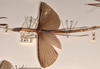 CollectionObject 1561969; 6934107a-0fed-42b2-8689-b1abe6f66424: copyright OUMNH. female, lateral view of Necroscia lysippus (holotype). (CollectionObject).