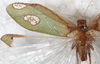 CollectionObject 1566798; NMW 7246, f44228dc-5ee8-4fa1-a8fe-33ff19475a9c: male, left tegmen. (CollectionObject).