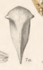Habitus, dorsal view: !! display not done !! on Tropidarnis tectigera Fowler, 1895: (Observation).