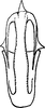 Aedeagus, ventral view on Acacimenus makranus Dlabola, 1979: Aedeagus, ventral view. (Observation).