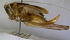 CollectionObject 1499562; 51e3a465-19fd-4b3f-9744-312fd6e0e6eb: female, lateral view (paratype). (CollectionObject).