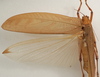 CollectionObject 1534701; c3c8ec24-4a59-4979-ab10-8bb222ed7175: female dorsal (syntype of Mataeus longipennis). (CollectionObject).