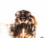 Head: !! display not done !! on Pissonotus flabellatus (Ball, 1903): (Observation).