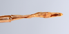 CollectionObject 1557517; 6e374b2c-5822-4b99-ba15-0119be8c3fcd: copyright ANSP. male: end of abdomen, ventral view (holotype). (CollectionObject).