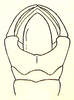Mitricephala dohrni (Bolívar, 1905): Fig. 1 C. male apex of abdomen from above. (Otu).
