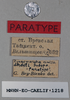 CollectionObject 1573870; fb912ce2-6f33-49fc-85fd-ecc6aa2d2070: female, labels (paratype). (CollectionObject).