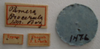 CollectionObject 1953577; 94d87e02-68d4-4eab-a2bb-92b87bc4db4e: Pamera Procerula. Type Labels. (MLP) - (CC BY-NC 4.0) - Photo by Eugenia Minghetti, reproduced with permission from the Museo de La Plata, La Plata, Argentina. (CollectionObject).