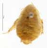 CollectionObject 1587914; MNHN(SF IMPORT DUPLICATE) MNHN-EP-EP838, ba756a06-c0a4-4412-bdb3-4c083ab10a8b: CC BY-NC-ND 4.0/MNHN - Depraetere Marion - 2014. Syntype, female, of lutea Chopard, 1929. Specimen number: MNHN-EP-EP838. http://coldb.mnhn.fr/catalognumber/mnhn/ep/ep838. (CollectionObject).