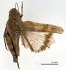 CollectionObject 1477956; 1020b590-47fe-44b7-9574-bd369c87c43e: female, dorsal view (holotype). (CollectionObject).