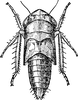 Nymph: !! display not done !! on Limotettix (Limotettix) striola striola (Fallén, 1806): (Observation).
