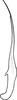 Aedeagus, lateral view: Aedeagus, lateral view. (Observation).