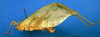 CollectionObject 1502640; 3282376e-3283-4f58-acdb-c1d3cf636009: female, lateral view (syntype). (CollectionObject).