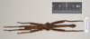 CollectionObject 1563046; 249af9de-89b5-4f87-896d-32fe89bf2e2c: copyright Natural History Museum, London. male (paratype). (CollectionObject).;CollectionObject 1563047; 90a510f9-0544-463a-908a-75f3af89a640: copyright Natural History Museum, London. male (paratype). (CollectionObject).;CollectionObject 1563048; aadcb565-85d8-4fca-b0ca-4c228a6069cb: copyright Natural History Museum, London. male (paratype). (CollectionObject).