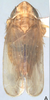 Habitus, dorsal view on Arocephalus (Arocephalus) longiceps (Kirschbaum, 1868): Habitus, dorsal view. (Observation).